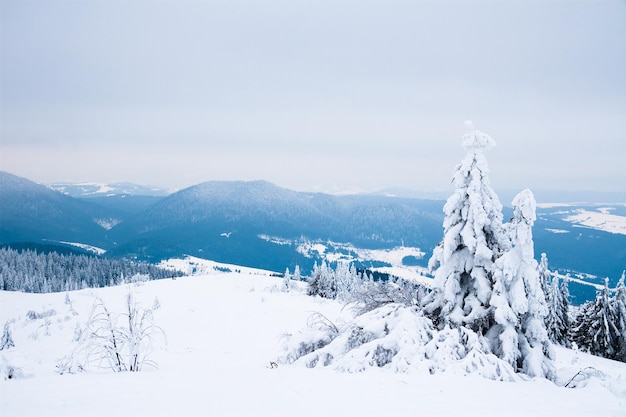 Karpaten Oekraïne Prachtig winterlandschap Het bos is bedekt met sneeuw