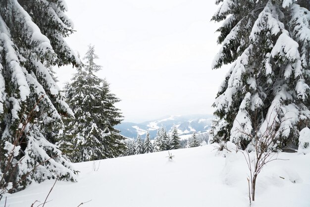 Karpaten Oekraïne Prachtig winterlandschap Het bos is bedekt met sneeuw