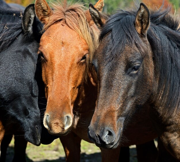 Karpaten paard op de boerderij