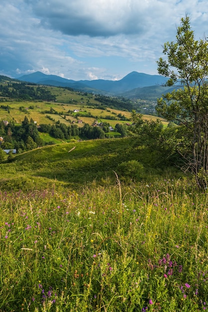 Karpatische berglandschap zomerweiden met prachtige wilde bloemen