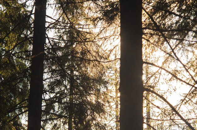 Karpatische natuur Bos op groene heuvels in zomerbergen Wazig groen bergbos