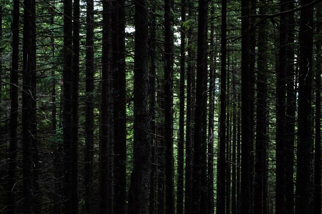 Karpatische natuur Bos op groene heuvels in zomerbergen Wazig groen bergbos