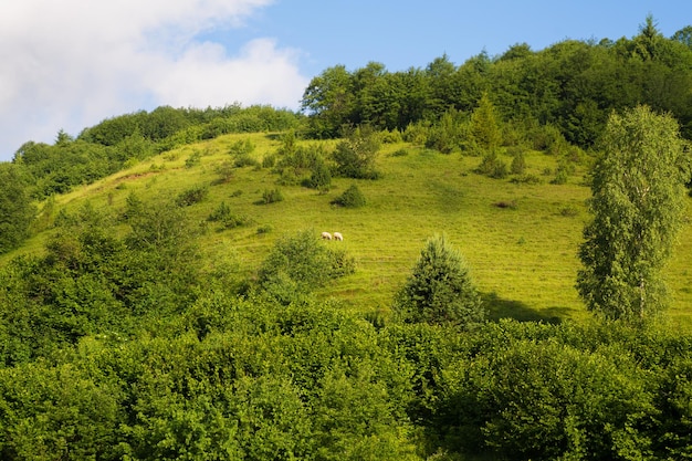 Karpatische natuur in de zomer