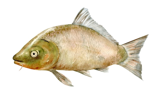 Karper vis vis van de karper familie waterverf clip art illustratie is met de hand getekend geschikt voor
