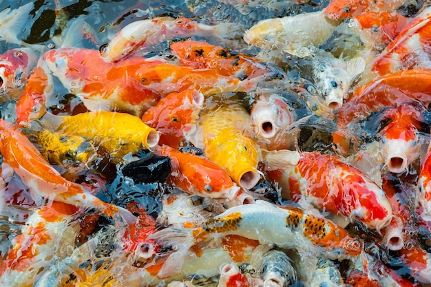 Karper visvijver achtergrond kleurrijke achtergrond Fancy carp