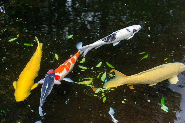 Karpervissen in een watervijver bij Ise Jingu-heiligdom Ise Japan