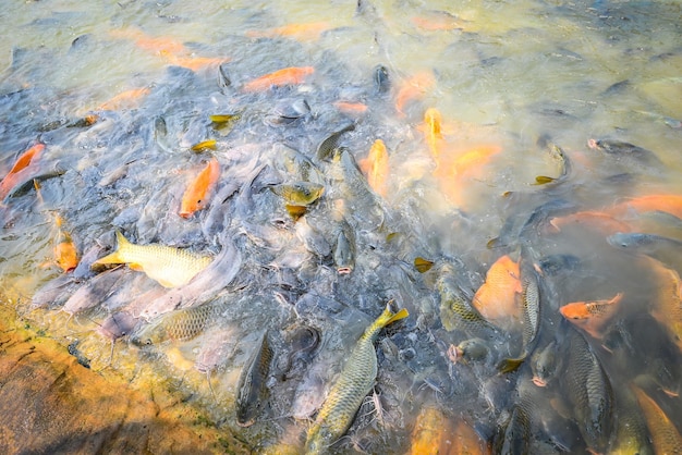 Karpervissen tilapia en meervallen eten van het voeren van voedsel op het wateroppervlak vijvers op het wateroppervlak vijvers viskwekerij drijvend om te ademen op het bovenste water in het meer in de buurt van de Aziatische rivier