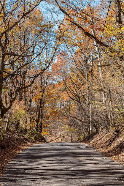 Foto paesaggio autunnale di karuizawa vista stradale albero colorato con colori rossi arancione giallo verde dorato