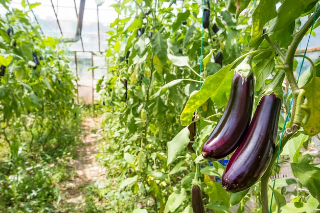 Kas aubergine veldlandbouw (Turkije / Antalya)