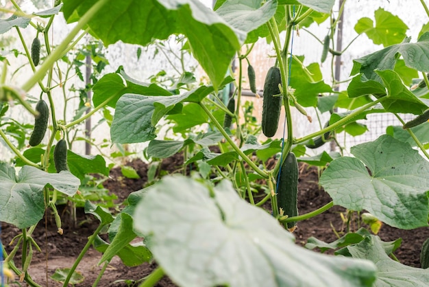 Kas met jonge komkommerplanten Klein kasbedrijf klein bedrijfje vanuit huis Komkommer thuis kweken in een kas Het concept van biologisch voedsel, gezond eten en favoriete hobby's