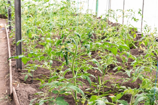 Kas met jonge tomatenplanten Klein kasbedrijf klein bedrijfje vanuit huis Thuis tomaten kweken in een kas Het concept van biologisch voedsel, gezond eten en favoriete hobby's