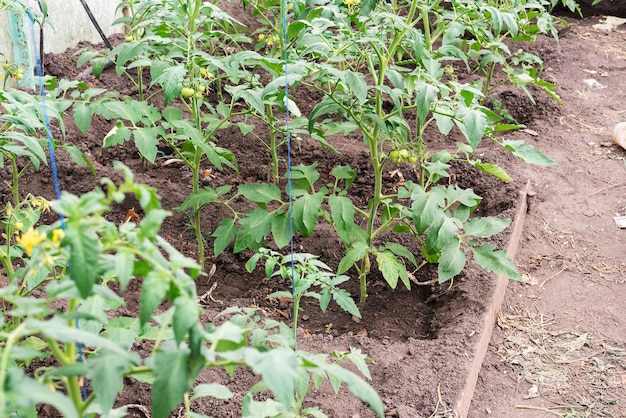 Kas met jonge tomatenplanten Klein kasbedrijf klein bedrijfje vanuit huis Thuis tomaten kweken in een kas Het concept van biologisch voedsel, gezond eten en favoriete hobby's