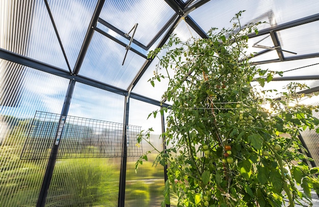 Kas met tomatenkwekerij