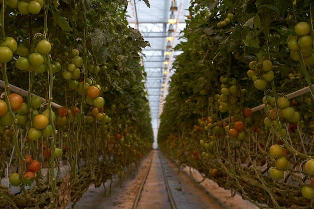 Kas met tomatenscheuten en fruit