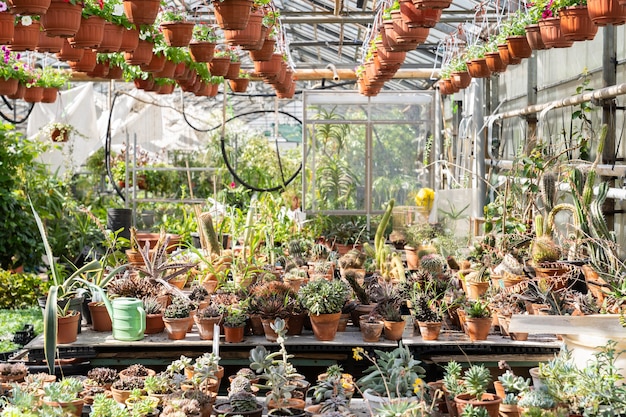 Kas met woestijnplanten cactus vetplanten groeien in potten exotische kamerplanten voor huis tuin