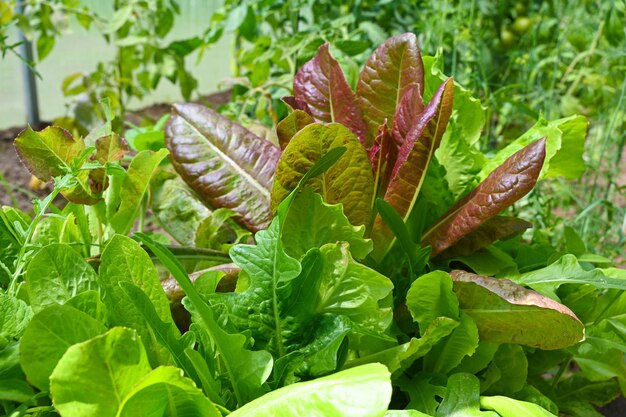 Kas of kas met groeiende saladegroen Biologische producten van eigen bodem