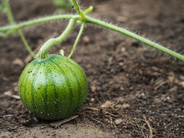 Kas teelt van watermeloen. Kleine watermeloen rijpt in de tuin.