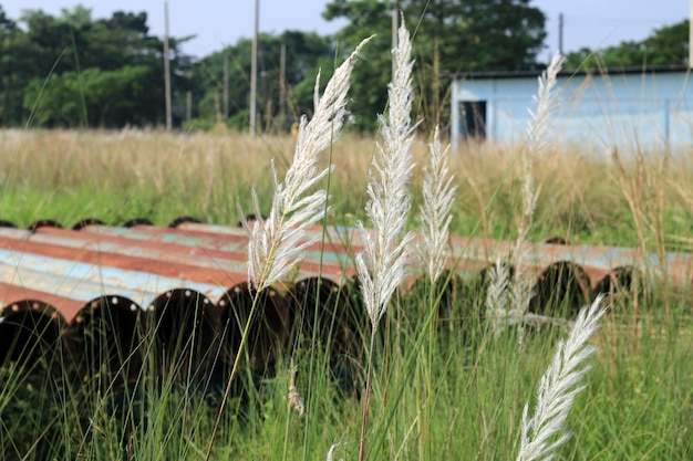 Kash phool (ベンガル語で)、英語で Kans grass は、インド亜大陸原産の草です.garden.white