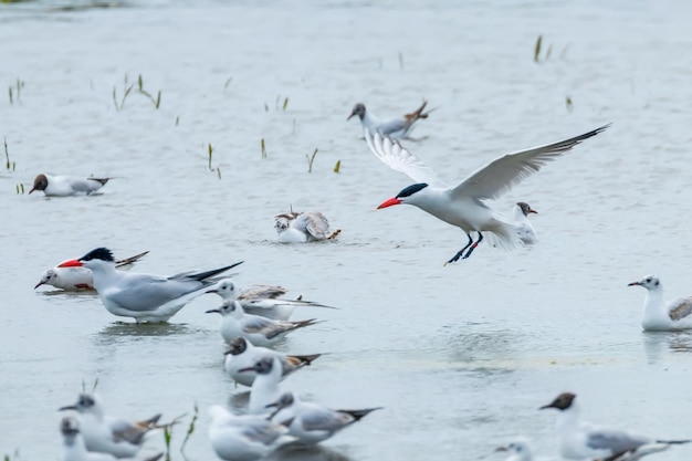 Kaspische Stern die in water landt