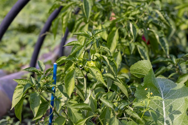 Kassen met de rijping van paprika's in de tuin die een nieuwe paprika-oogst op het platteland verbouwen