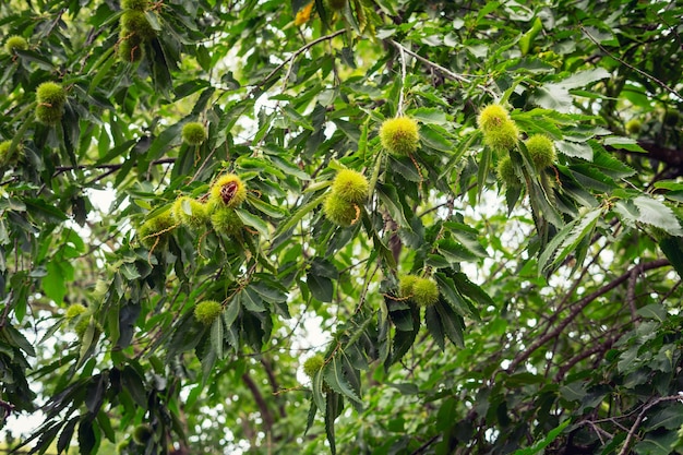 Kastanje (castanea sativa) fruit in een tak