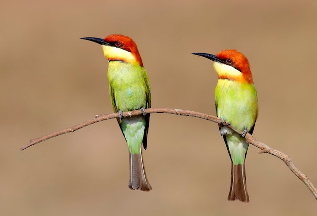 Kastanje geleide Bijeneter Mooie vogels van Thailand