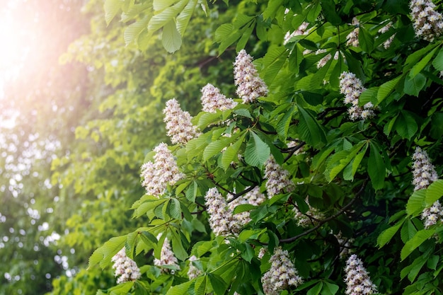 Kastanje met witte bloemen bij zonnig weer Kastanjebloesems