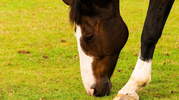 Foto kastanje schoonheid close-up van een prachtig paard