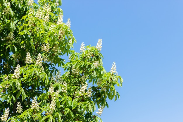 Kastanjeboom met tot bloei komende de lentebloemen tegen blauwe hemel