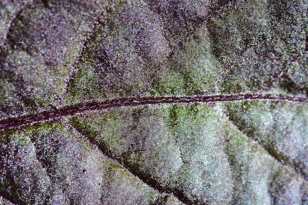 Kastanjebruine blad macro foto