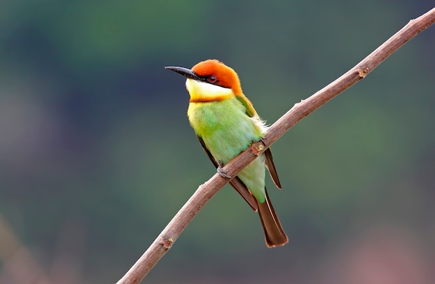 Kastanjekopbijeneter Merops leschenaulti Prachtige vogels van Thailand