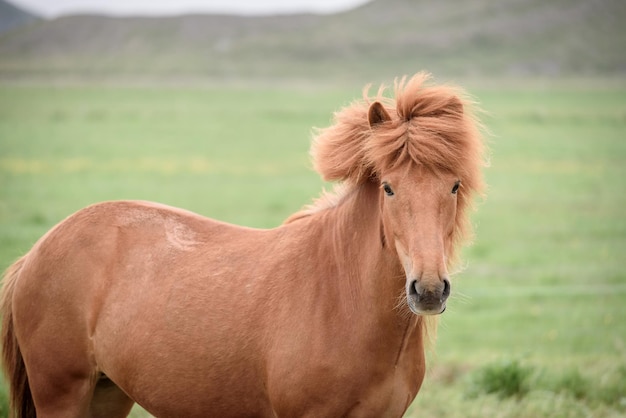 Kastanjepaard in een weiland in IJsland
