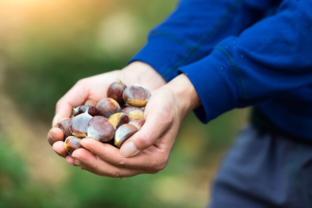 Kastanjes in de hand net opgepikt in het bos