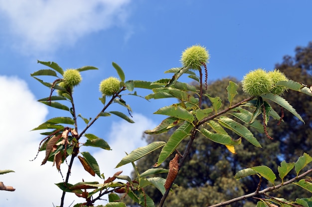 Kastanjes op de takken van een kastanjeboom (Castanea sativa)