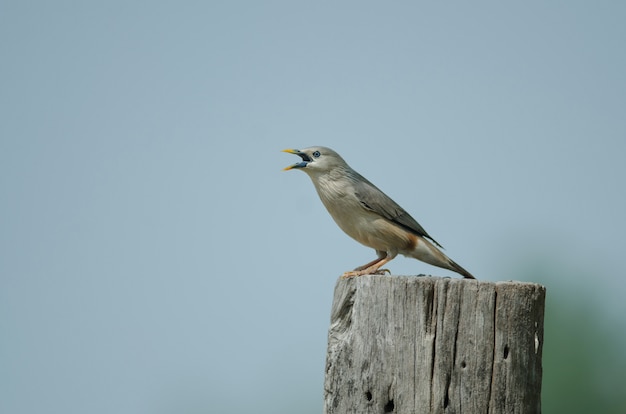 Kastanjestaart Starling-vogel (Sturnus-malabaricus) die zich op de tak in aard, Thailand bevinden