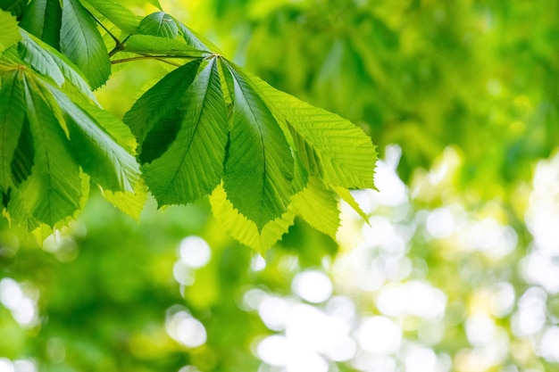 Kastanjetak met jonge verse groene bladeren Achtergrond van groene bladeren