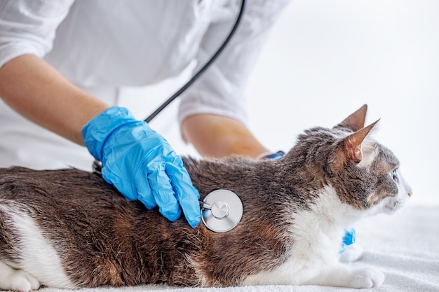 Foto kat bij onderzoek door een arts. dierenarts in handschoenen luisteren naar de adem van de kat met een stethoscoop bij dierenartskliniek. controle van huisdieren