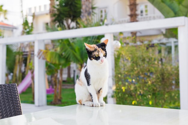 Kat buitenshuis. Leuke kat in de tuin