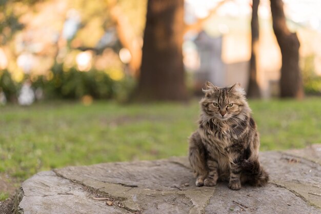 Foto kat die buiten zit