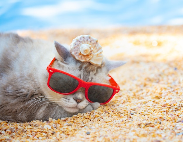 Kat die een zonnebril draagt met de schelp op een hoofd liggend op het strand