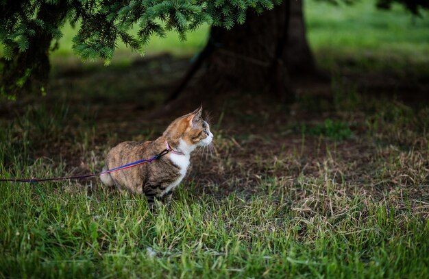 Kat die gras eet in het park