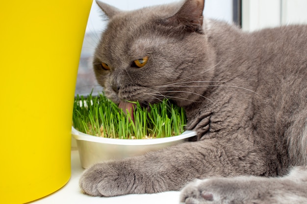 Kat die gras op de vensterbank eet