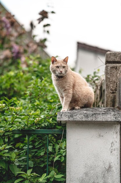 Foto kat die in de tuin zit.