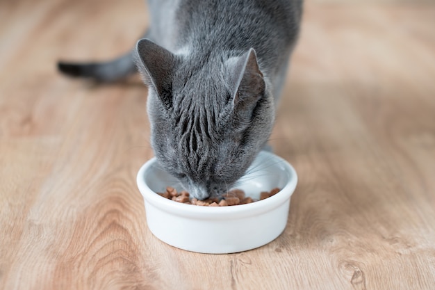 Kat die nat voedsel van witte kom op houten vloer eet