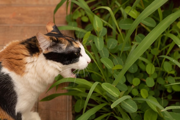 Kat die nieuw gras in de huistuin eet. Kitten Tricolor in de huistuin.