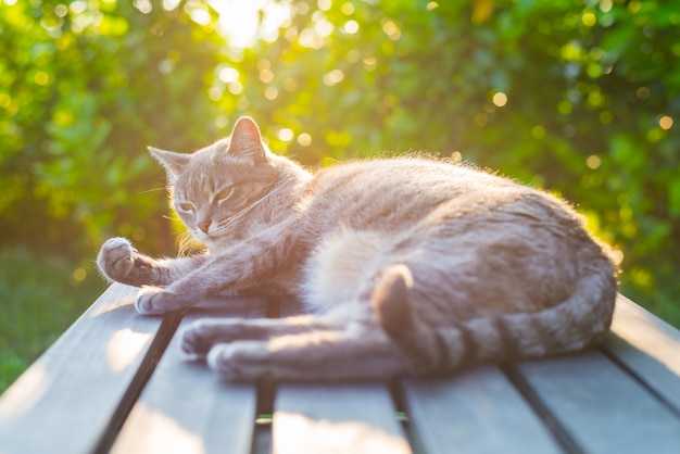 Kat die op bank in backlight bij zonsondergang ligt