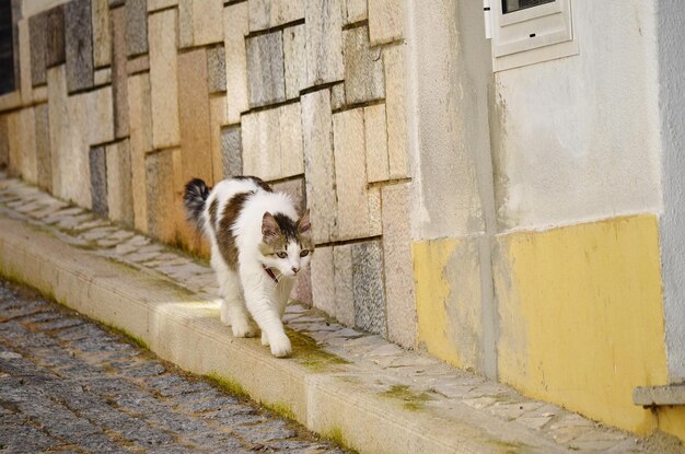 Foto kat die op de muur ligt.