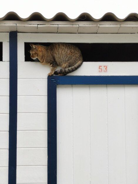 Foto kat die op de muur slaapt.