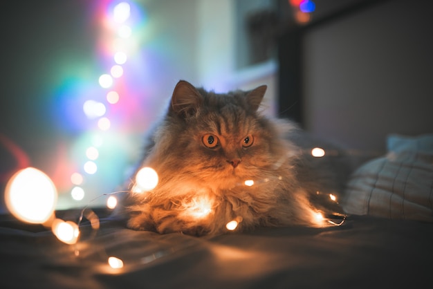 Kat die op een bed in mooie bokeh ligt. Pluizig mooie kat ligt op een bed op de achtergrond van kerstverlichting