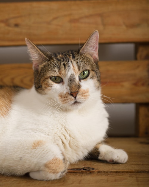 Kat die op een houten bank zit Portret van een huisdier